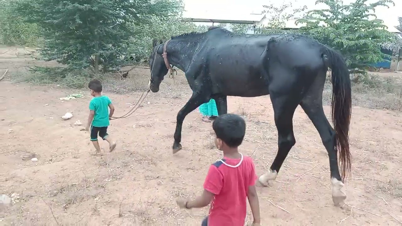நான்கு வயது சிறுவனின் குதிரை ஏற்ற பயிற்சி