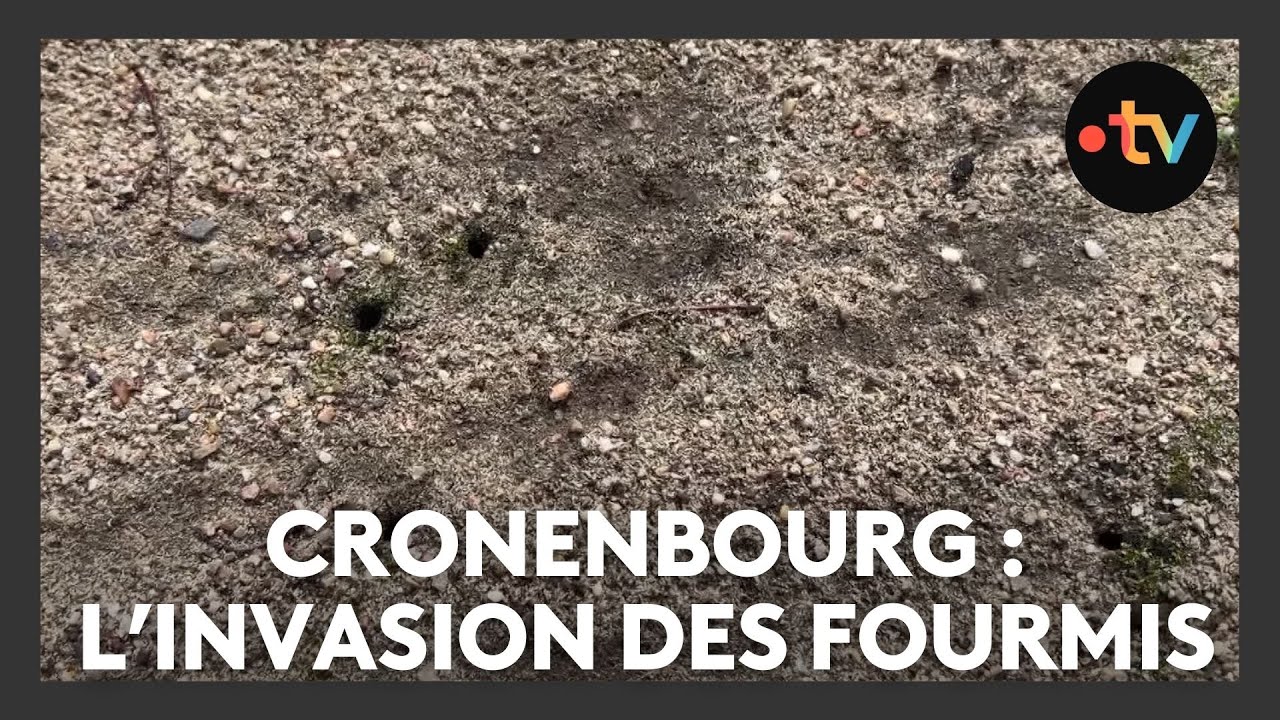 Un lieu, des histoires à Cronenbourg : l'invasion des fourmis - Episode 3/4