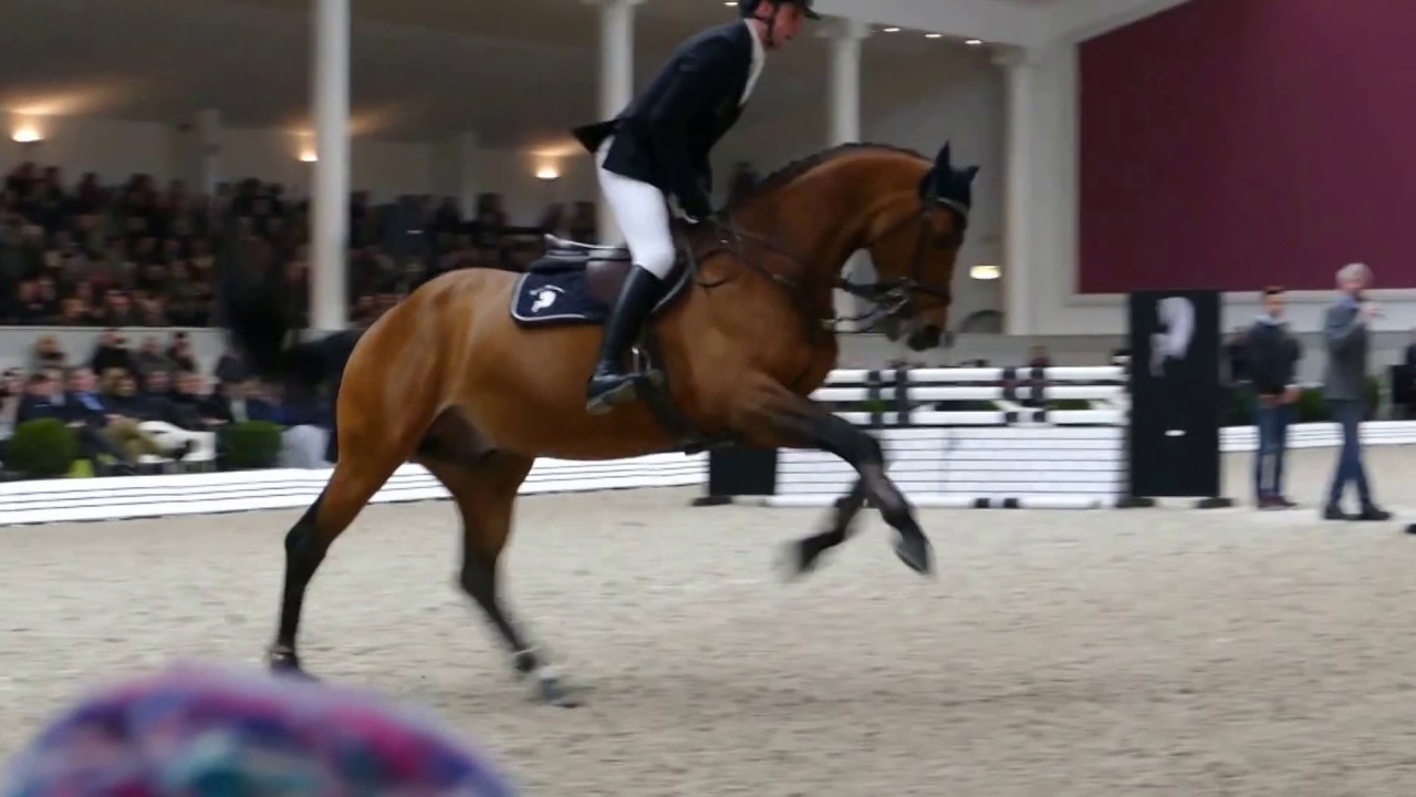DSP Araldik (v. Askari-Heraldik xx-Amethyst) Hengstschau Bon Homme 2017