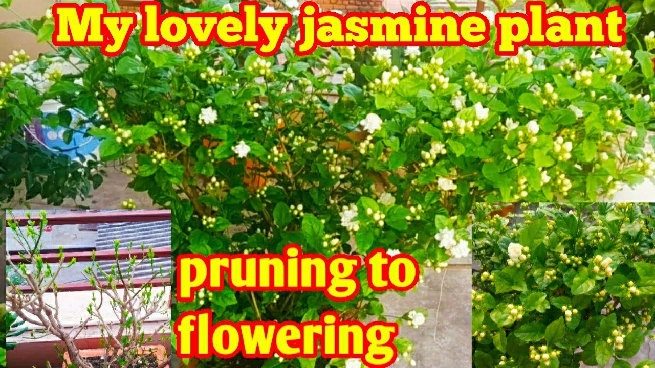 Jasmine plant/pruning to flowering/step by step video மல்லிகை கவாத்து முதல் பூ வரை பராமரிப்பு முறை