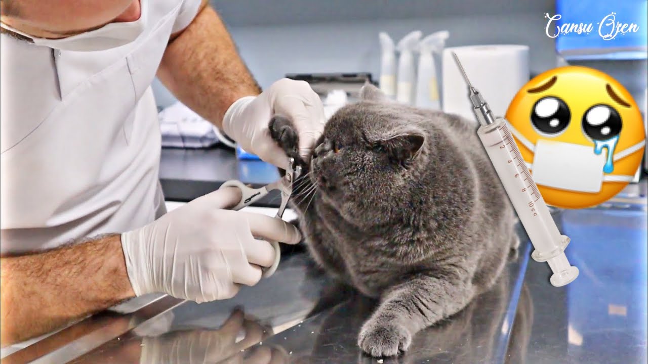 Kedimiz Şakir'in Korku Dolu Veteriner Günü. Kedim Konuşuyor | Kedi Videoları | Cat Videos