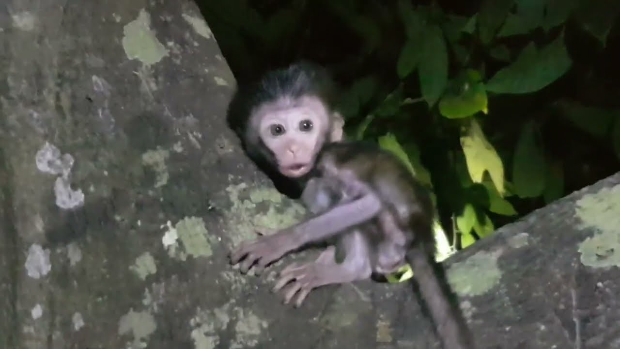 📢 s.i.g.h.t.i.n.g‼  of a baby monkey  in the middle of the night