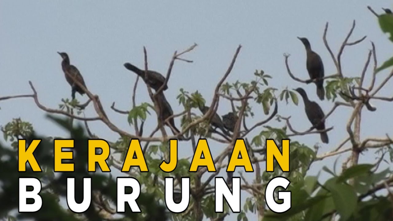 Kerajaan burung di Kepulauan Seribu | JELAJAH