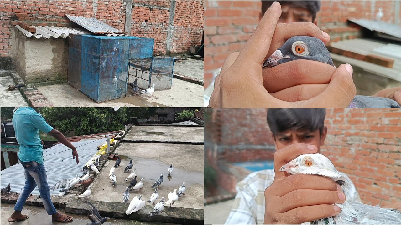 Ustad Kabutar bazi 🕊️ Uttar Pradesh pegion collection ❤️🕊️ || #kabutar #birds #pets 