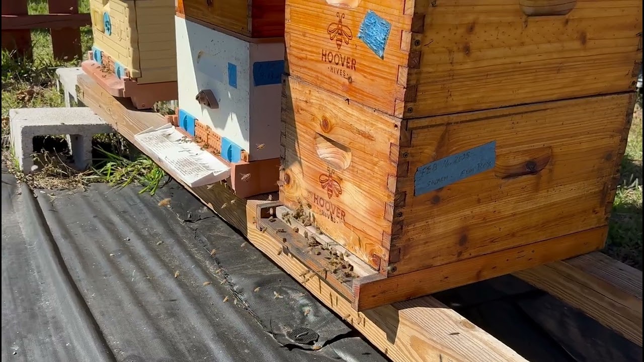My Bees preparing for work outside the hive