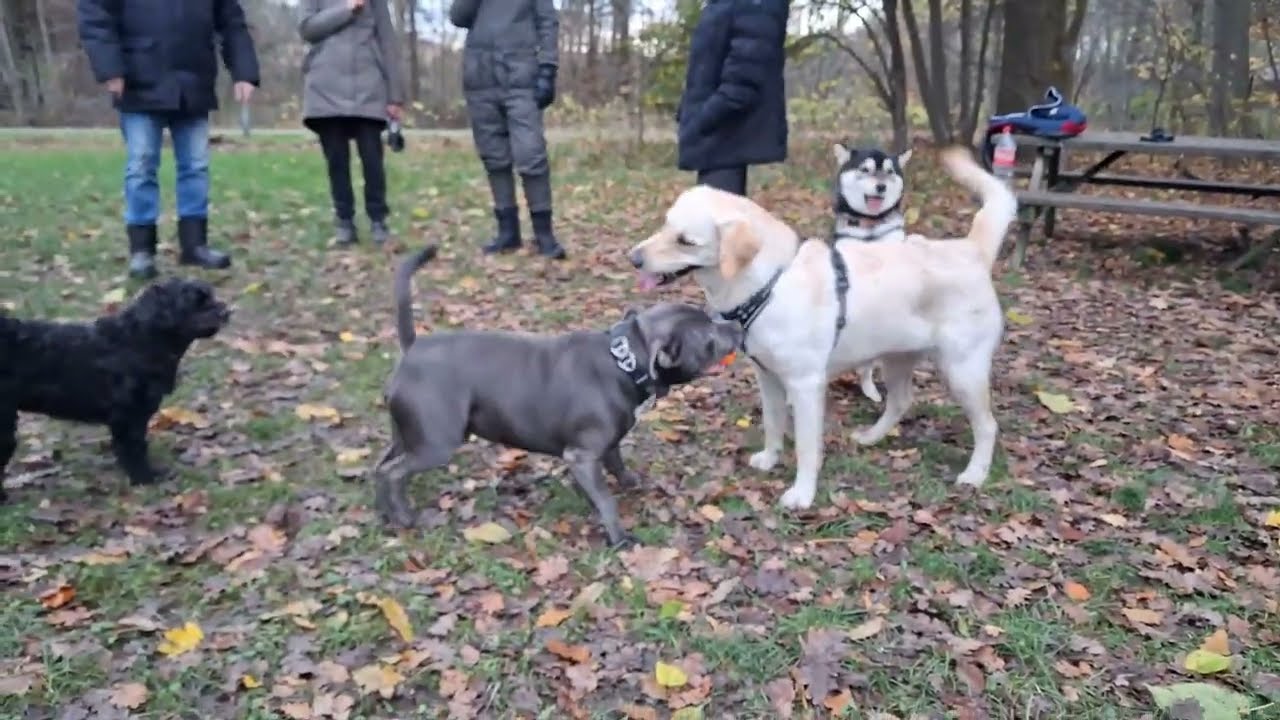Dogs Playing in the Park  Pure Joy with JosaTheDog