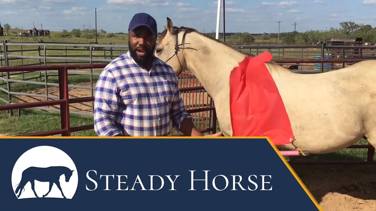 3 Biggest Tips For Desensitizing Your Horse