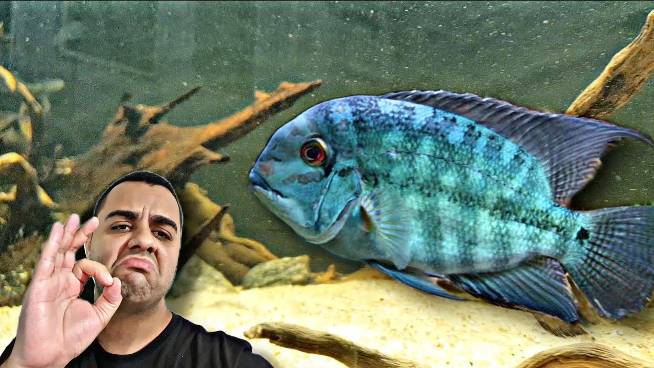 COMPREI UM DOS PEIXES JUMBOS MAIS BONITOS DA AMAZ&Ocirc;NIA!