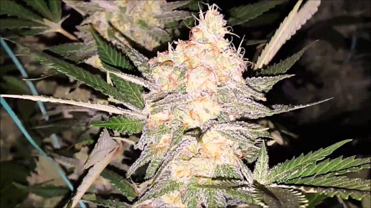 Bud Porn #1