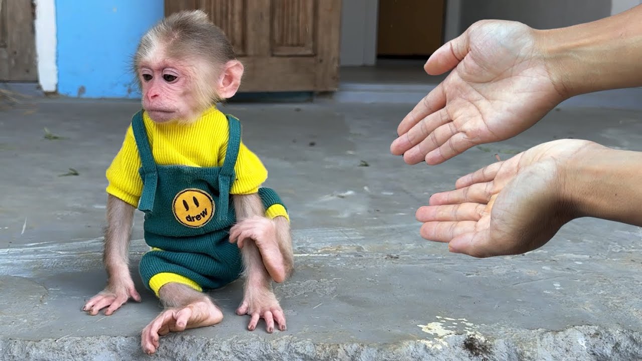 What did I do to make the little monkey Xuka so sad?