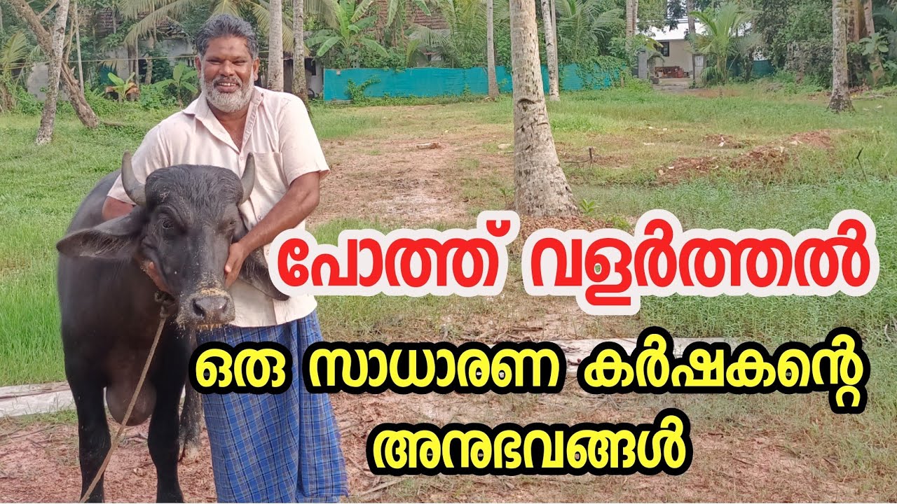 പോത്ത് വളർത്തൽ|pothu valarthal kerala|pothu valarthal malayalam|പോത്ത് കൃഷിയിലെ വിജയം |