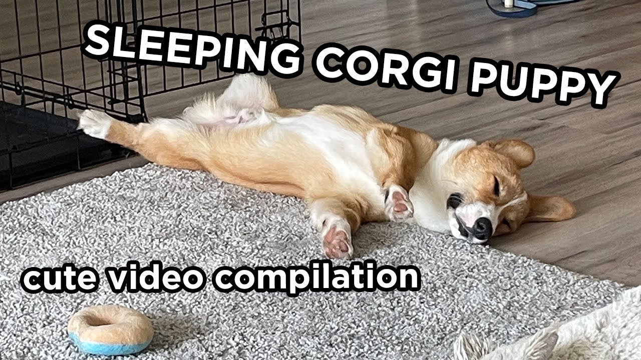Sleeping Corgi Dog | Cute Compilation