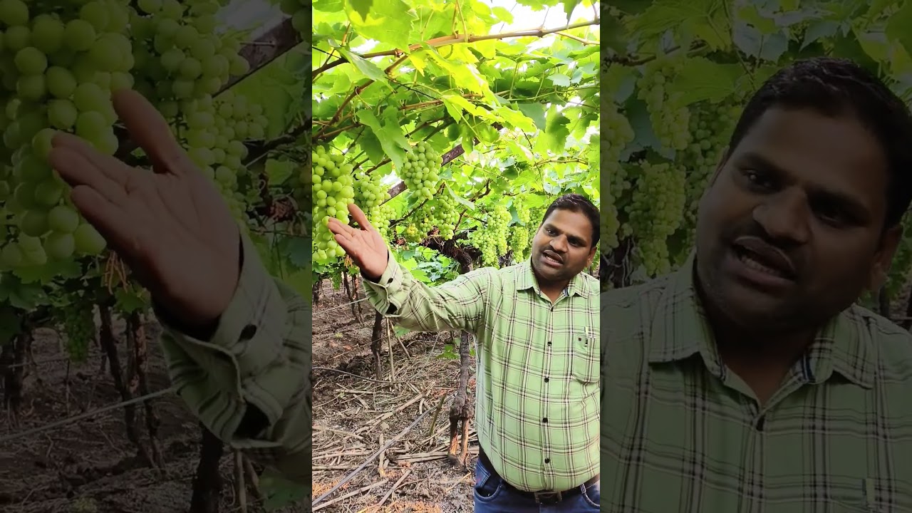 export quality grapes 🍇 management