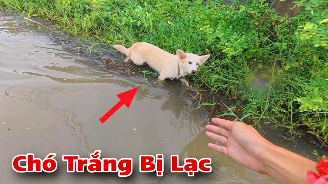 Giúp Đỡ Bà Cụ 70 Tuổi Tìm Lại Đàn Chó Bị Mất Hết Sau Khi Cơn Bão Số 5 Đến | Dương KC
