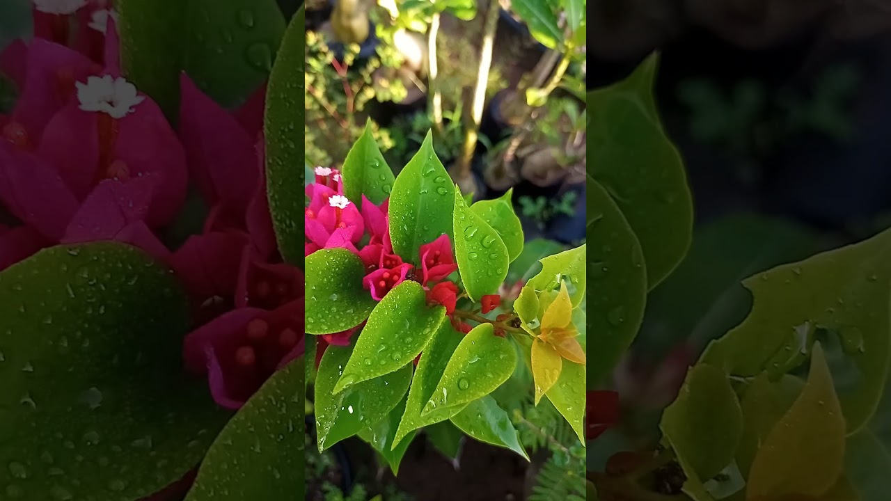 Qual flor mais linda? n&atilde;o sabemos mas hoje temos sumpatiens, orqu&iacute;deas e Bougainville.