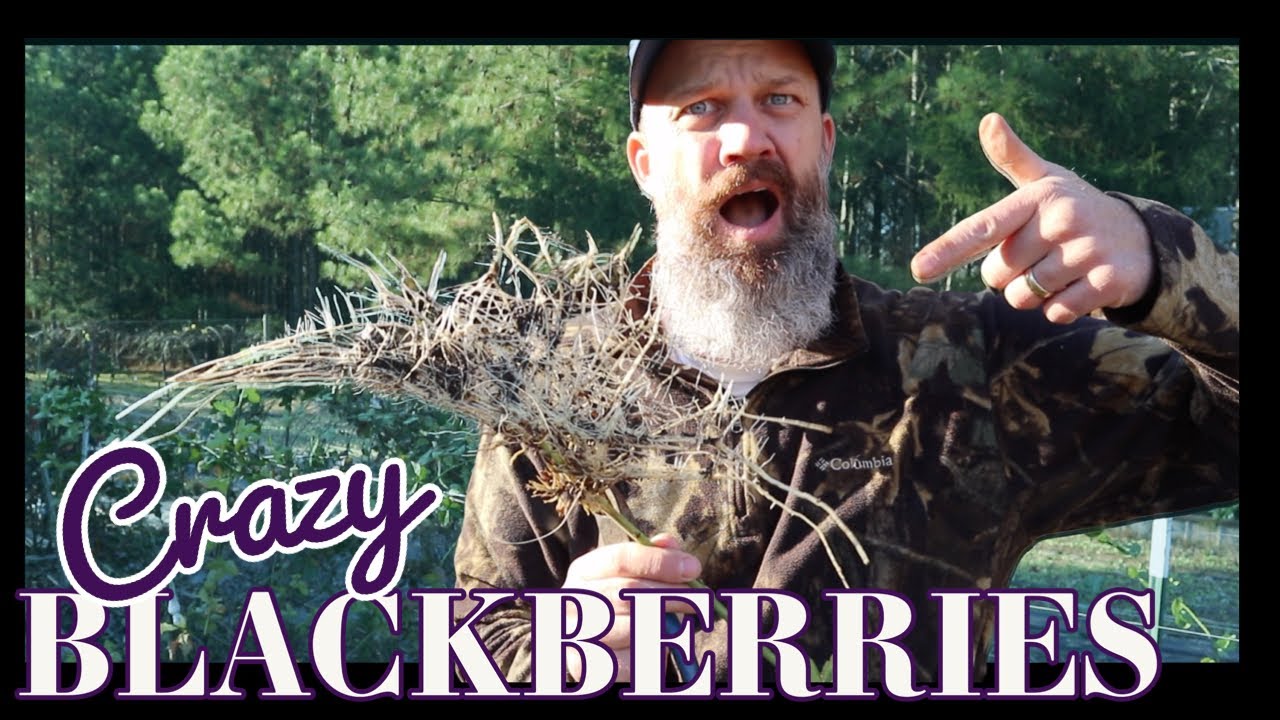 Out of control blackberry maintenance. Do this now NOT later! - EP 195