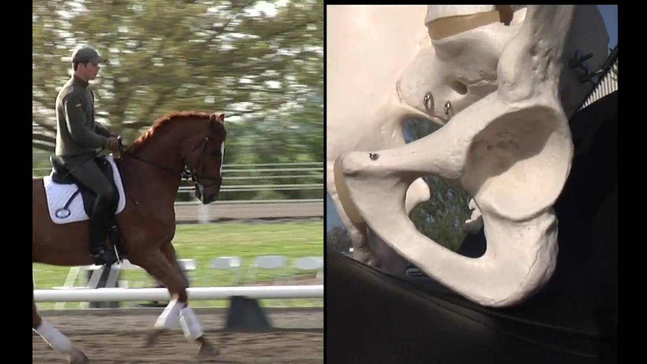How To Tell the Difference Between a Male and a Female Saddle