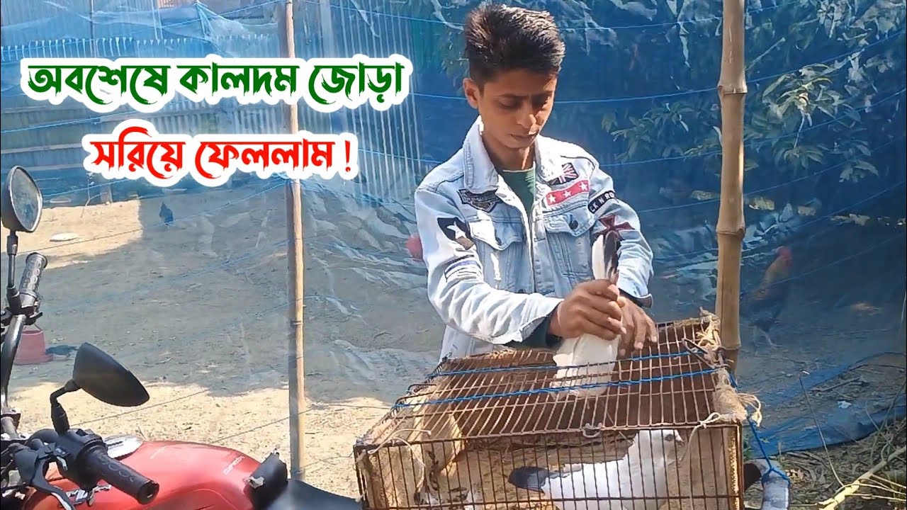 অবশেষে খামারের কালদম জোড়া সরিয়ে ফেললাম | Palash Pigeon Vlog