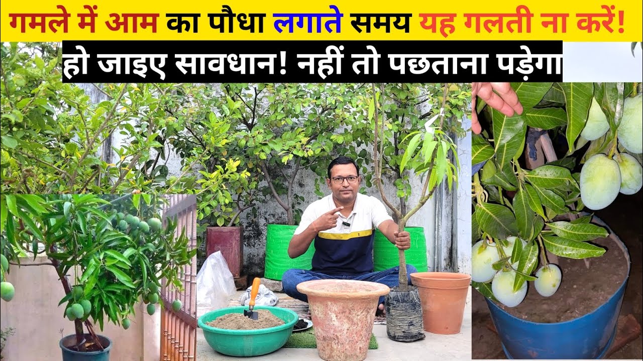 भूल कर भी गमले में आम का पौधा लगाते समय यह गलती ना करें! हो जाइए सावधान! नहीं तो पछताना पड़ेगा।