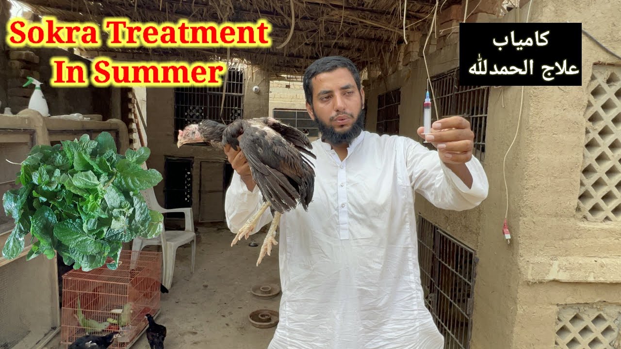 Aseel Murga Sokra Treatment | کامیاب علاج الحمدللّٰه | Shoqeen Loog Aseel