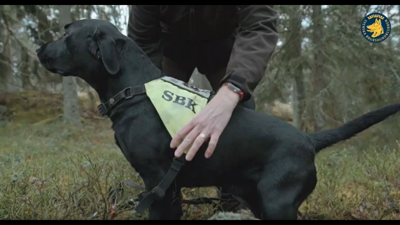 Sök - bruksprov