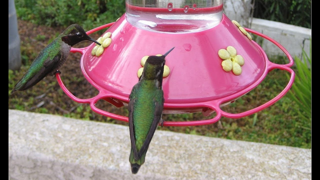Hundreds of Hummingbirds at Bird Feeder! (in HD)