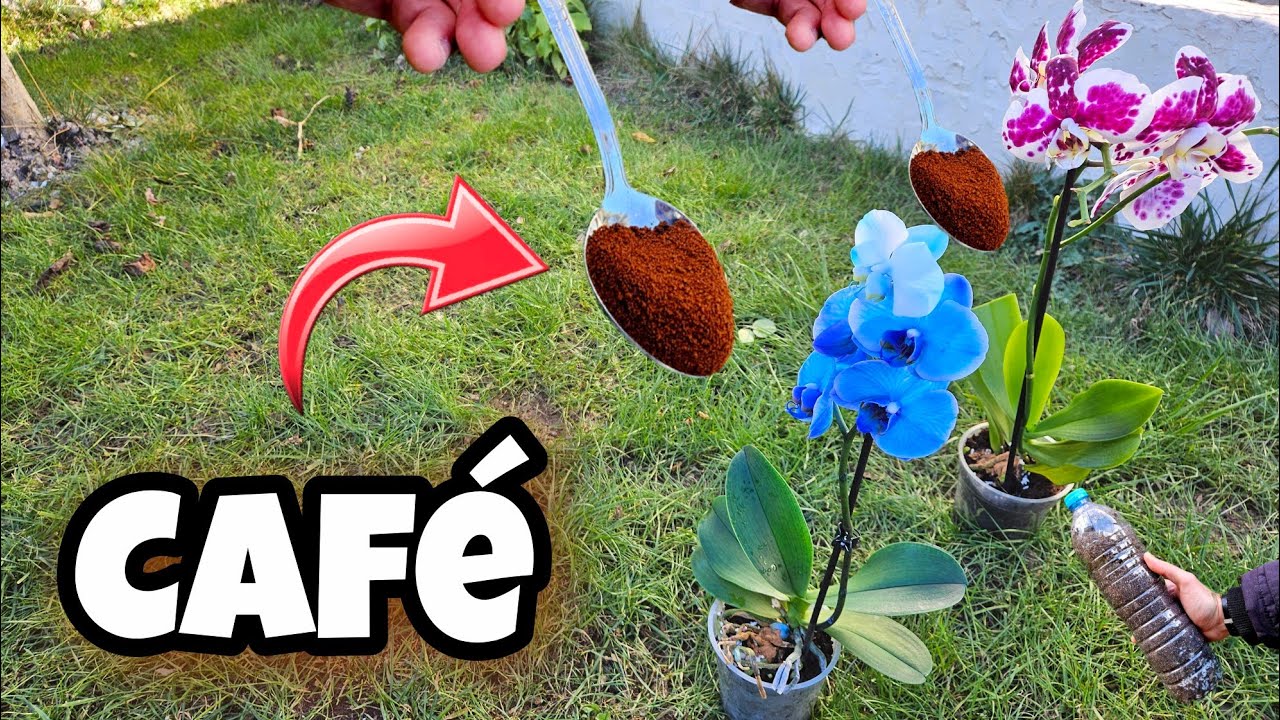 CAFÉ en ORQUIDEAS! MIRA que PASA | Abono y Fertilizante Casero organico para Plantas de orquideas