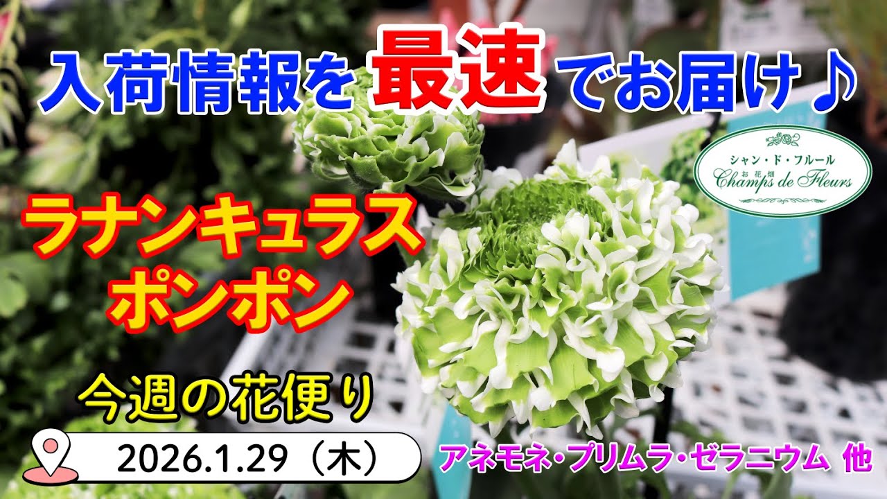 今週の花便 #165 【2026.1.29】ラナンキュラス（ポンポン・ラックス）その他のお花も続々入荷♪【入荷情報を最速でお届け!!】