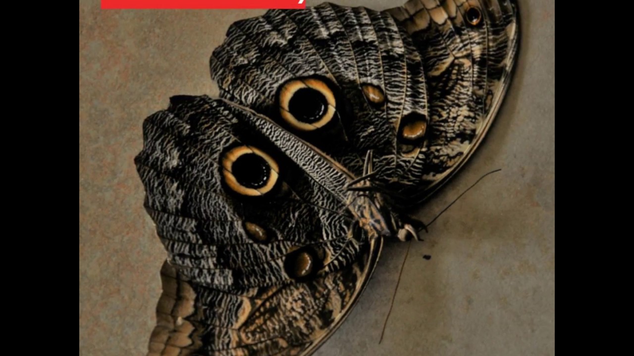 Costa Rica Butterflies & Moths Examples