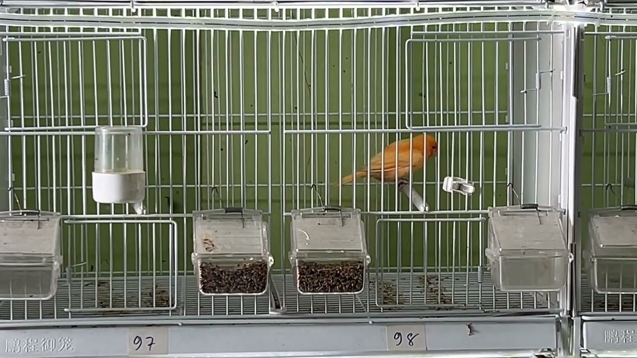 27/2/26 trống hồng yến f1 xịn. 1,5củ. 0973 327 660.Tphcm.#skybirdcanaryshop #yenhot #chimyen #canary