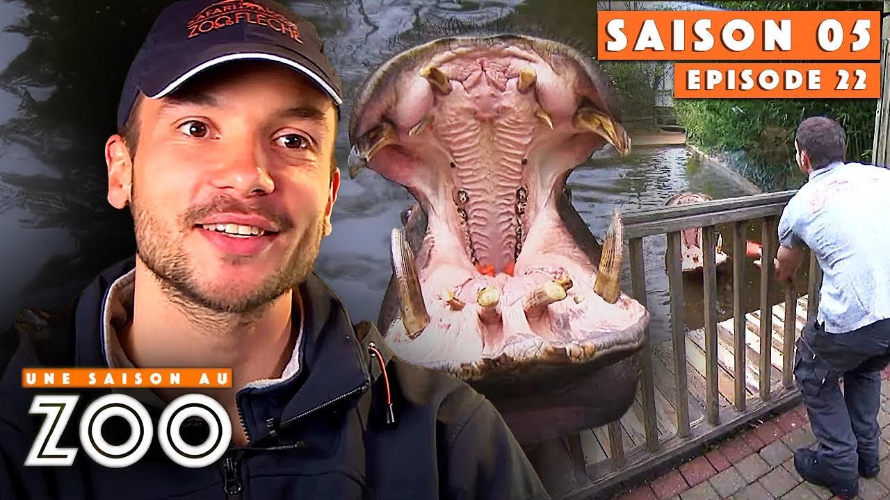 L'Animation des Hippopotames ne se passe pas comme prévu.. | S05EP22 | Intégrale | Une saison au zoo
