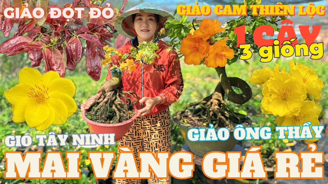 14-03 CHỊ THU Giao Lưu Mai Vàng Giá Rẻ, Giảo Cam Thiên Lộc, Giảo Ông Thầy, Đọt Đỏ • THÀNH TRỌNG LÊ