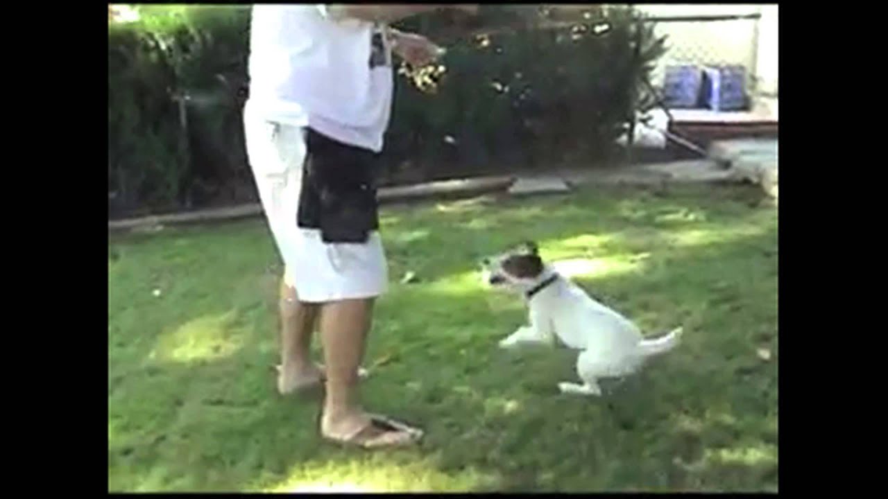 Uggie the Dog
