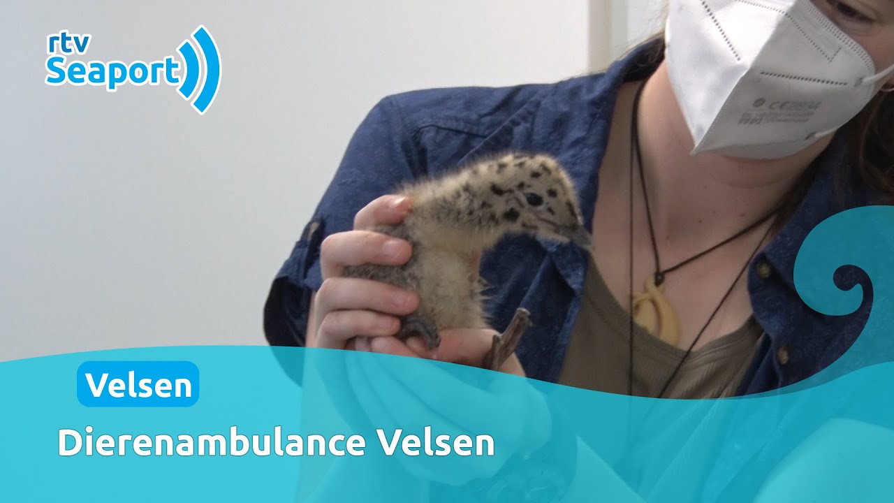 Dagje meelopen met Dierenambulance Velsen
