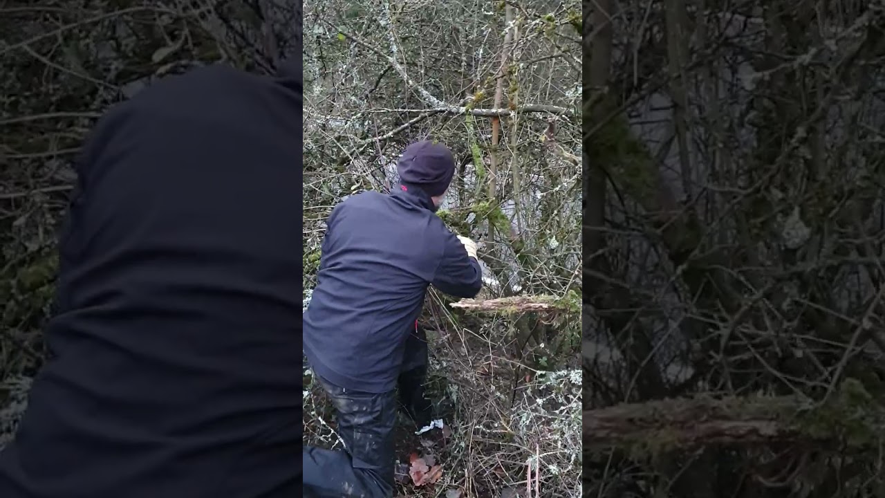 Cutting some more blackthorn.