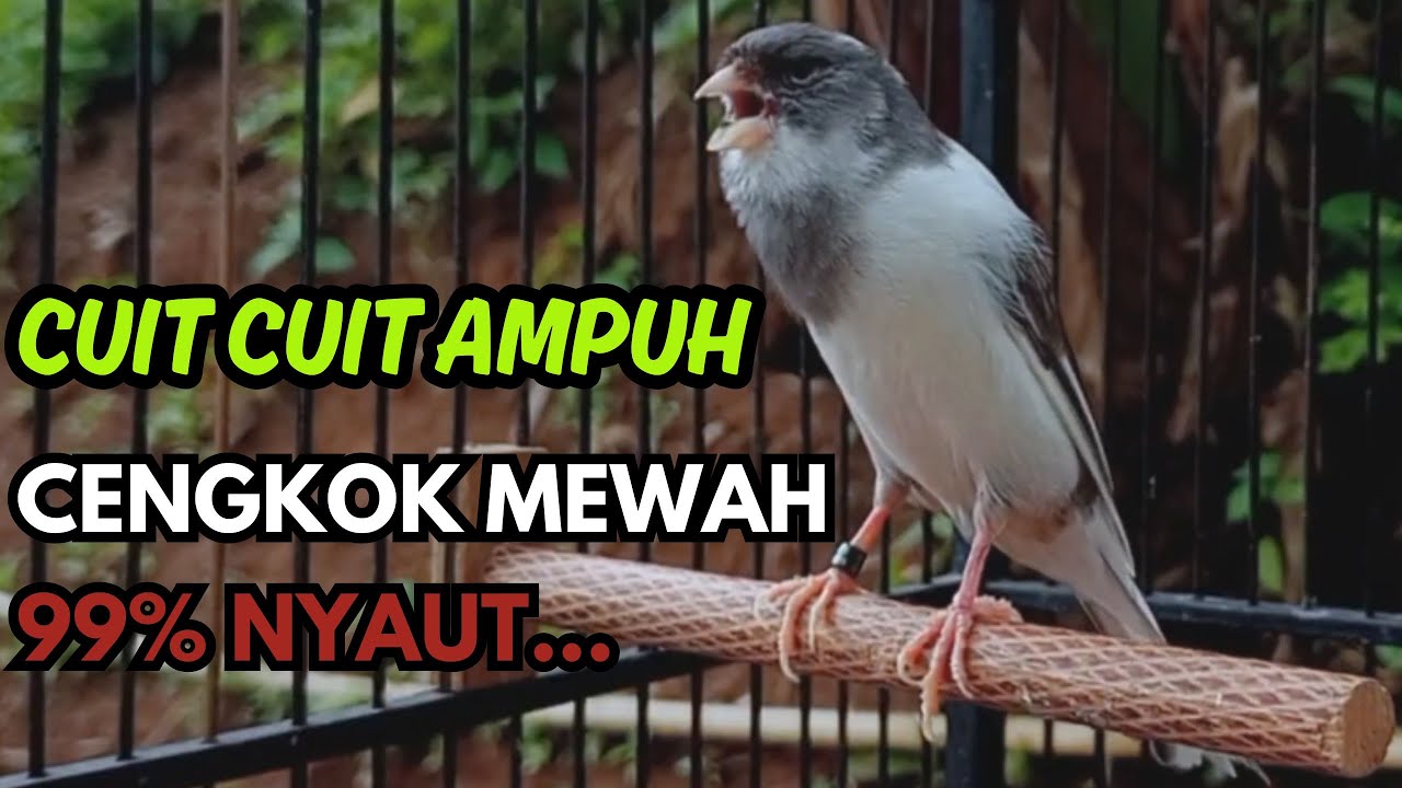 KENARI GACOR  Cuit CUIT BIRAHI SUARA Kenari MASTERAN TERBAIK UNTUK PANCINGAN & MASTERAN Kenari PAUD