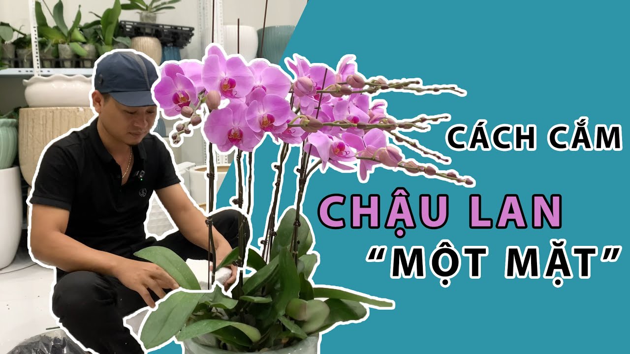 C&ugrave;ng Lannia l&ecirc;n chậu cho 10 c&agrave;nh lan Hồ Điệp Đ&agrave; Lạt |Ho&agrave;ng Nghiệp Lannia