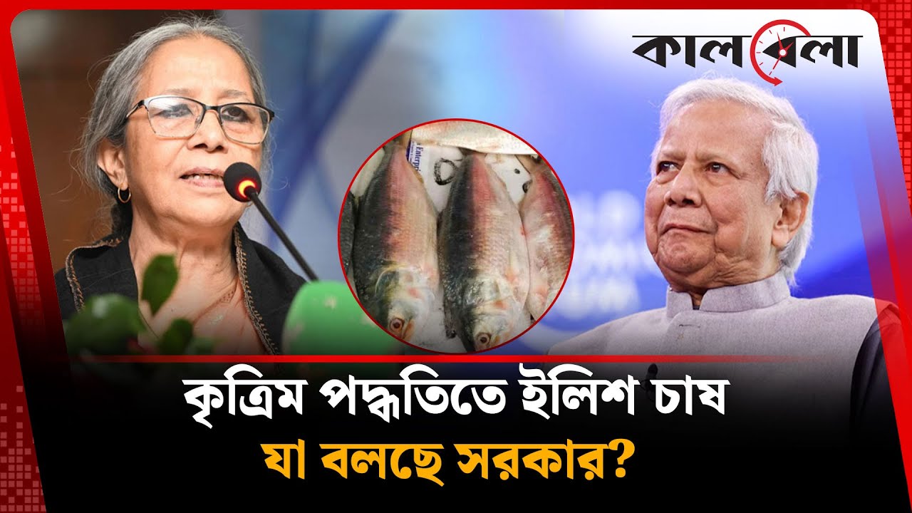 কৃত্রিম পদ্ধতিতে ইলিশ চাষের বিষয়ে যে সিদ্ধান্ত নিল সরকার | Kalbela