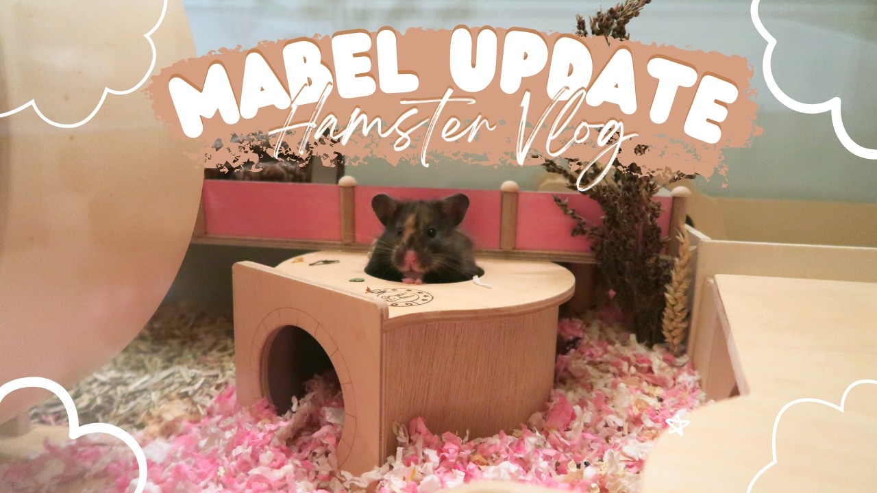 Hamster Mable Update | Hamster Vlog