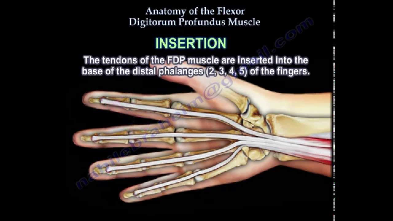Anatomy Of The Flexor Digitorum Profundus Muscle - Everything You Need To Know - Dr. Nabil Ebraheim
