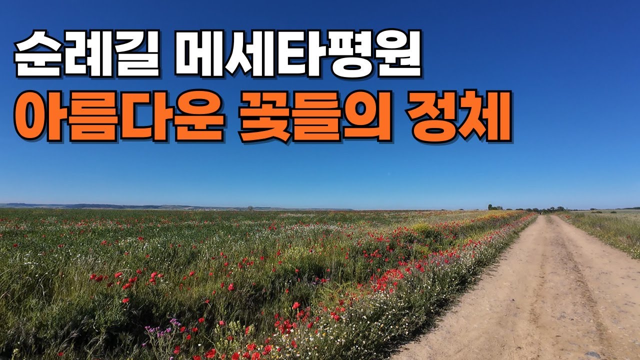 꽃들의 이름만 궁금했을 뿐, 꽃들의 정체를 몰랐다. 산티아고 순례길(6)
