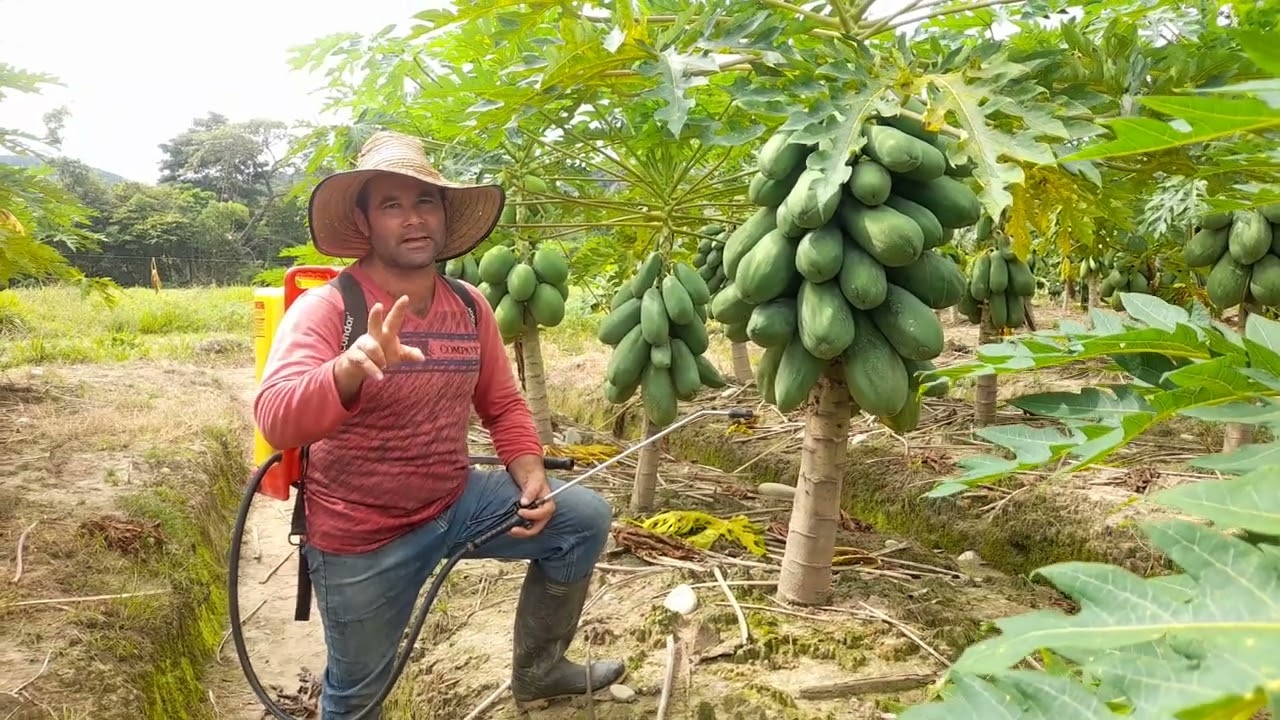 como prevenir el hongo en la fruta de papaya.