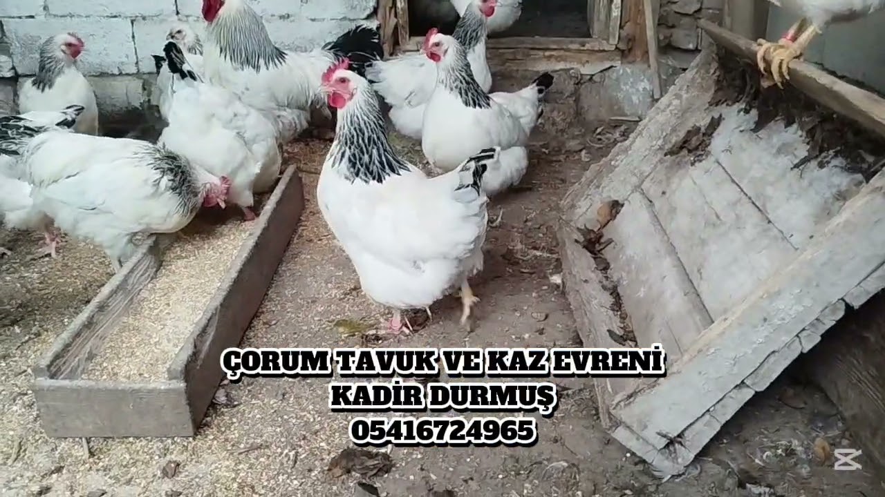 Sussex tavuklar hakkında bilgiler #çorum #chicken #sussex #keşfet #keşfetteyiz #tavukpazarı 
