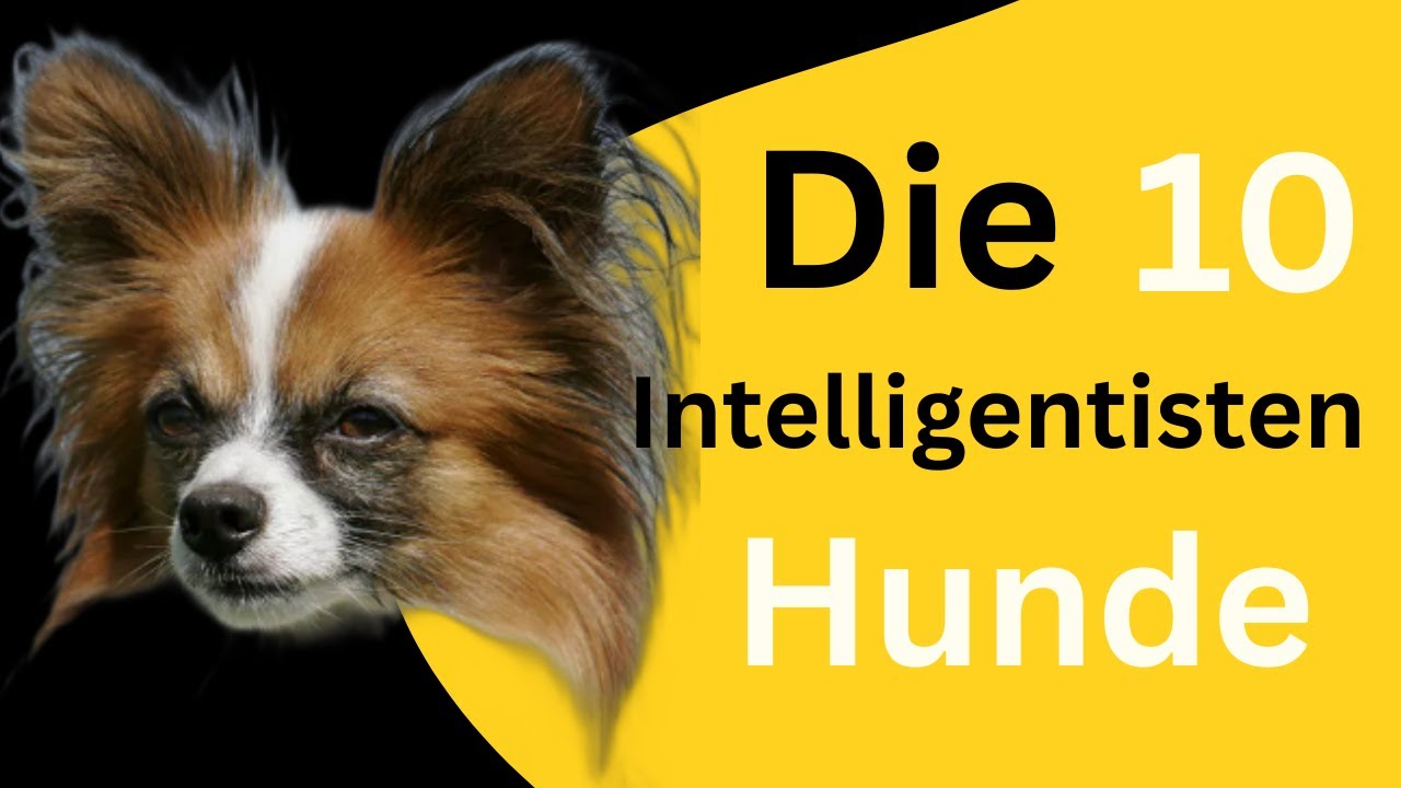 Die 10 intelligentesten Hunderassen der Welt 🐶 | Wie schlau sind Hunde wirklich?