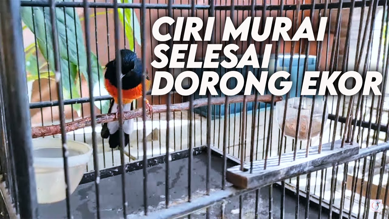 CIRI MURAI SELESAI DORONG EKOR