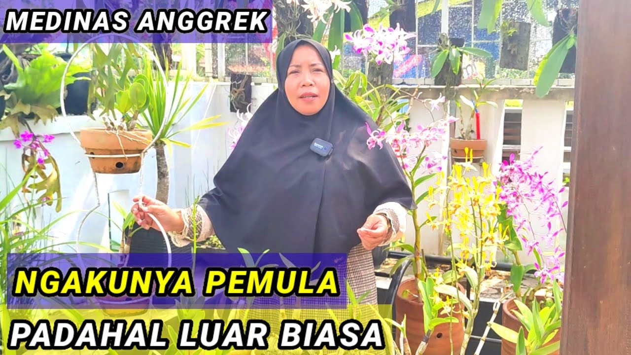 ANGGREK SUBUR, TERUS BERBUNGA. || Medinas Anggrek Lampung.