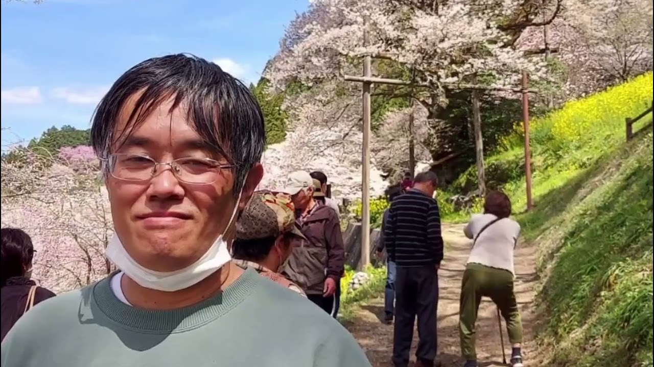高知県仁淀川町ひょうたん桜‼️