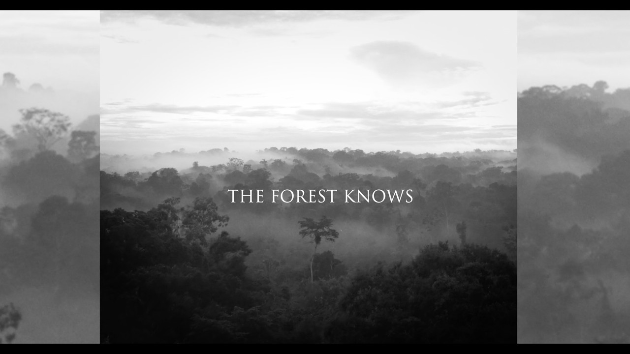 The Forest Knows