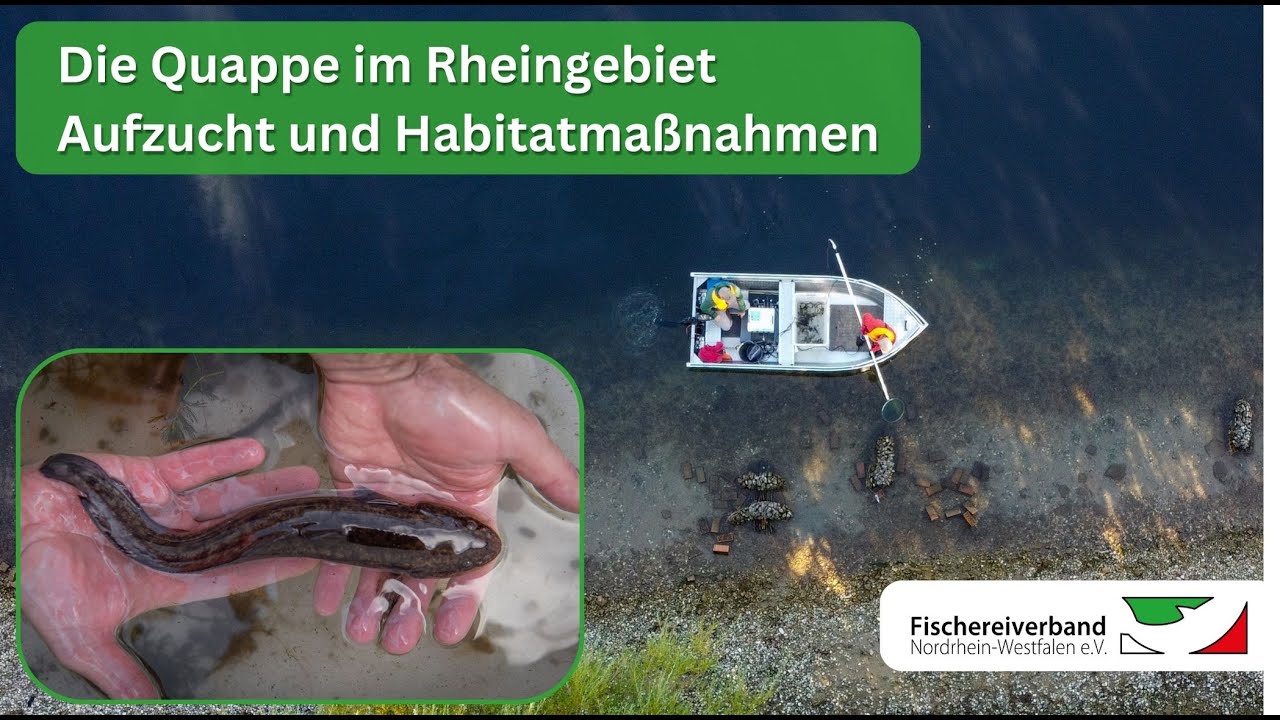 Die Quappe im Rheingebiet - Aufzucht und Habitatmaßnahmen