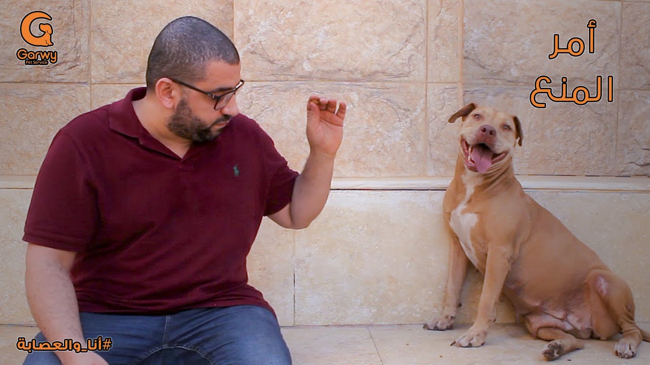 أمر المنع للكلاب بطريقة سهلة وفعالة